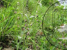 Офрис оводоносная 003